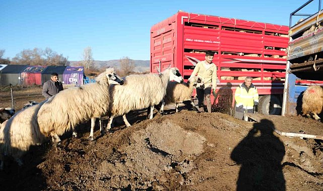 Erzincan'da soğuk hava nedeniyle sürüler yayladan indirildi