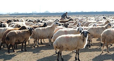 Erzincan'da sürüler merada