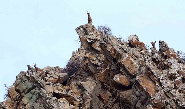 Erzurum'da yaban hayatı fotokapanlara takıldı