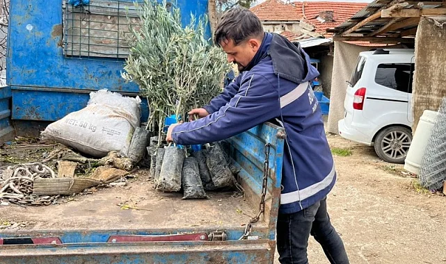 Eskişehir Büyükşehir'den üreticiye zeytin fidanı desteği