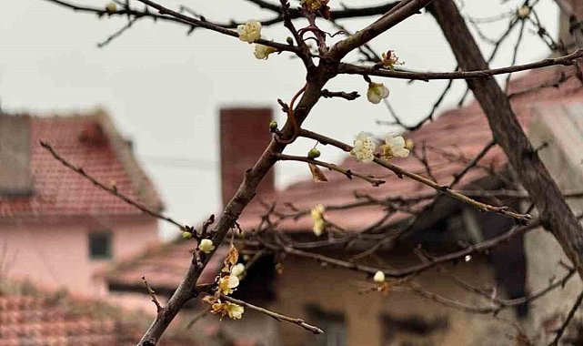 Eskişehir'de kayısı ağacı Aralık ayında çiçek açtı