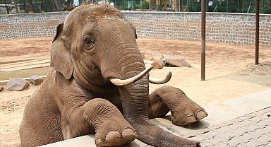 Fatma Şahin'den CHP'li Başarır'a yalanlama