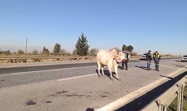 Firari anguslar uyuşturucu iğneyle tek tek avlandı