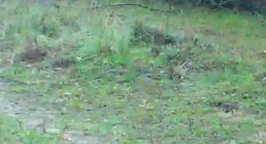 Fotokapanına takılan iki tavşan gülümsetti