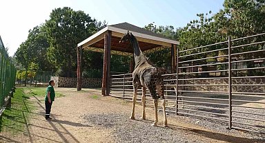 Gaziantep Doğal Yaşam Parkı'nın maskotu zürafa öldü