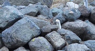 Gelincik rengiyle mevsime ayak uydurdu