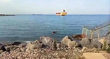 Gemiden denize düşen angus yüzerek karaya ulaştı