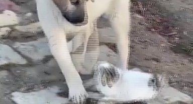 Gercüş'te yavru kedi ile yavru köpeğin sevimli kavgası kamerada