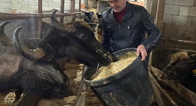 Giresun'da 286 manda işletmesine 12,3 milyon TL destek