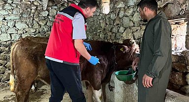 Giresun'da 450 binden fazla hayvan aşılandı
