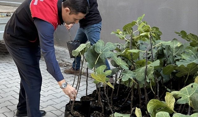 Gömeç'te incir üretimini artıracak adım, 499 sertifikalı fidan dağıtıldı