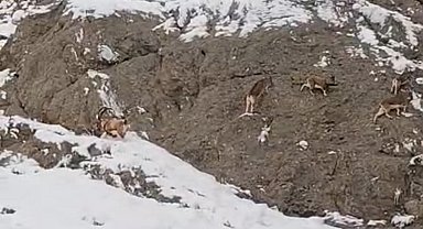 Güzeldere'nin karla kaplı yamaçlarda dağ keçileri görüntülendi