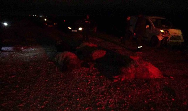 Hafif ticari araç sürüye daldı, 10'dan fazla koyun telef oldu