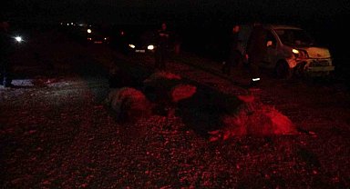 Hafif ticari araç sürüye daldı, 10'dan fazla koyun telef oldu