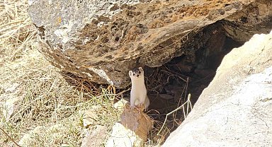 Hakkarili dağcılar nesli tükenen gelincik görüntüledi