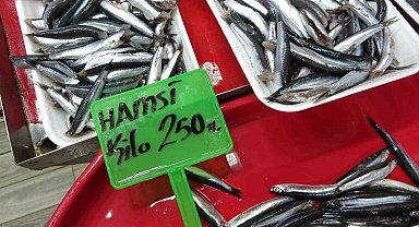 Hamsi bolluğu av baskısı oluşturdu: Şok tesislerinde, taşıyıcı kamyonlarda yer kalmadı