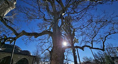 Harput'un 3 asırlık çınarı yıllara meydan okuyor