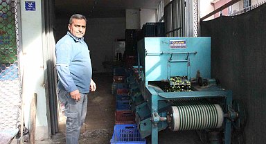 Hasat edilen zeytinler boyuna göre ayrılıyor, fiyatı kaliteyle şekilleniyor