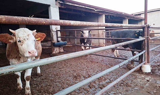 Hisarcık ilçesinde şap karantinası yeniden başladı