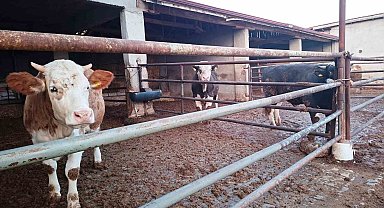 Hisarcık ilçesinde şap karantinası yeniden başladı