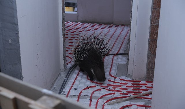 İncirliova'da ekiplerin dikkati nesli tehlikedeki oklu kirpiyi kurtardı