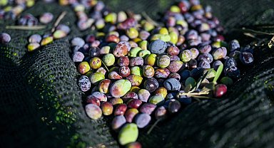 İzmir Bornova'da 1500 zeytin ağacında hasada başlandı
