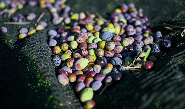İzmir Bornova'da 1500 zeytin ağacında hasada başlandı