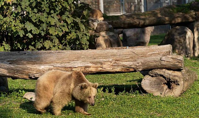 İzmir Doğal Yaşam Parkı'na siyah jaguar ve bozayı geldi