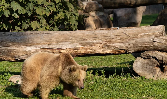 İzmir Doğal Yaşam'ın yeni sakinleri siyah jaguar ve boz ayı oldu