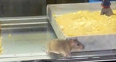 İzmir'den iğrenç görüntü: Börek tezgahlarında fare cirit attı