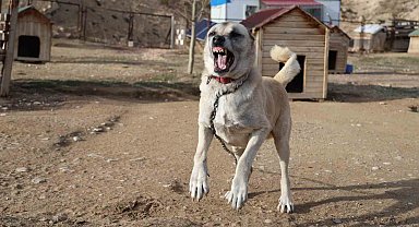 Kangallar kış modunu açtı, kar yağışını beklemeye başladı
