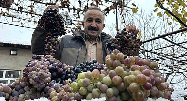 Kara kışa meydan okuyan lezzet: Kışlık üzüm dalından koparıldı