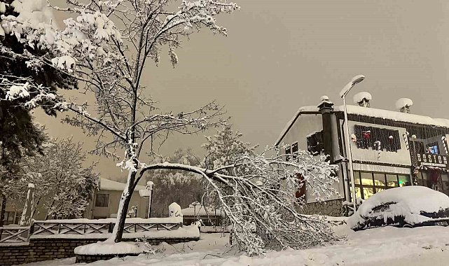 Karabük'te kar ağırlığına dayanamayan çok sayıda ağacın dalların kırıldı