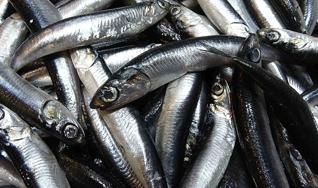 Karadeniz'de hamsi bolluğu sürüyor, mezgit ise birkaç gündür görünmüyor