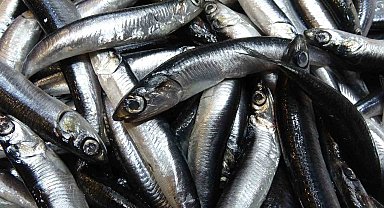 Karadeniz'de hamsi bolluğu sürüyor, mezgit ise birkaç gündür görünmüyor