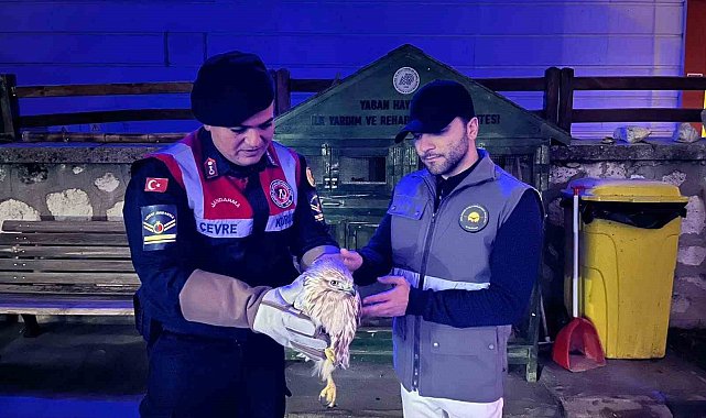 Karaman'da kızıl şahin koruma altına alındı
