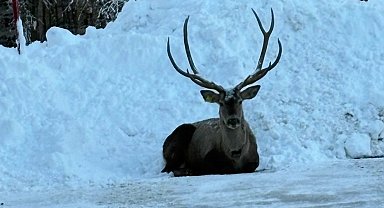 Karla kaplı Kuzuyayla'da kızıl geyik görüntülendi