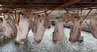 Kars kazı geleneksel yöntemlerle kurutuluyor: Kış sofralarının vazgeçilmezi hazırlanıyor