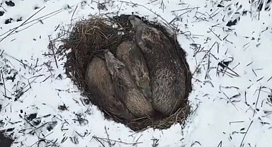 Kars'ta yumak halinde uyuyan domuz ailesi görüntülendi