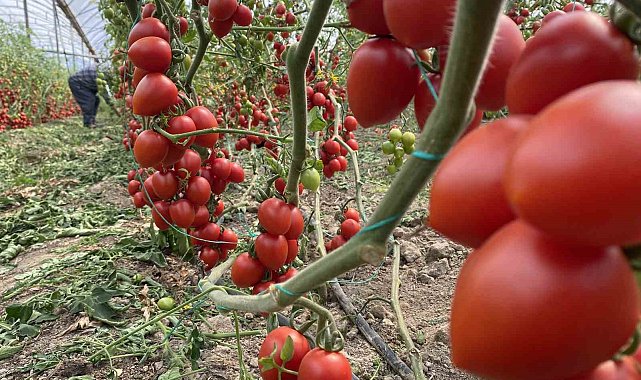 Kasım ayında domates ve sebze fiyat endeksinde büyük düşüş