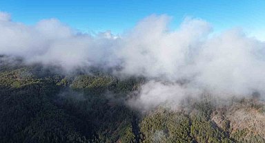 Kastamonu'da sis bulutları ve ormanların buluşması mest etti