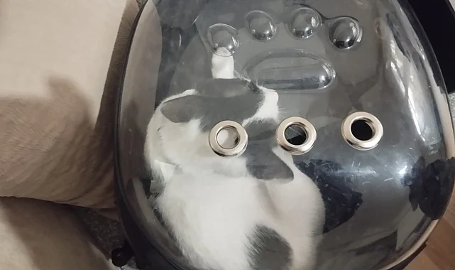 Kayseri Büyükşehir 'Tofu'yu kurtardı