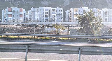 Kaza yapan tırdan kaçan anguslar şehir turunda