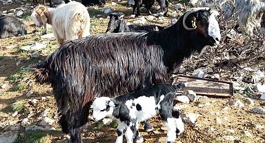 Keçiyi meraya, çobanı yaylaya döndürecek 13 öneri