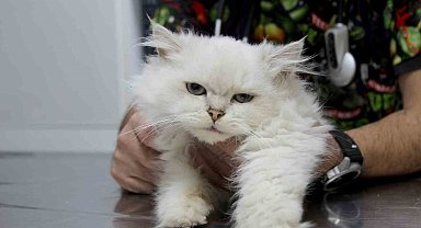 Kedide dünyada görülmemiş anomali: Başarılı operasyonla sağlığına kavuştu