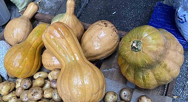 Kendisi ayrı, çekirdeği ayrı şifa kaynağı