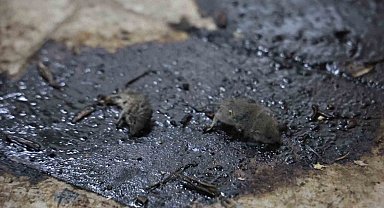 Kilis'te mide bulandıran hijyen skandalı: Merdiven altı üretimde fareler bulundu