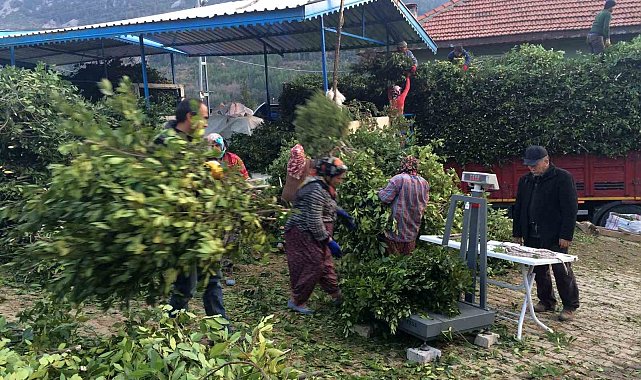 Kilogramı 25 liradan satılan defne yaprağı bir köyün geçim kanağı oldu