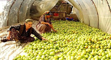 Kırağı vurdu, gök domates seraya taşındı