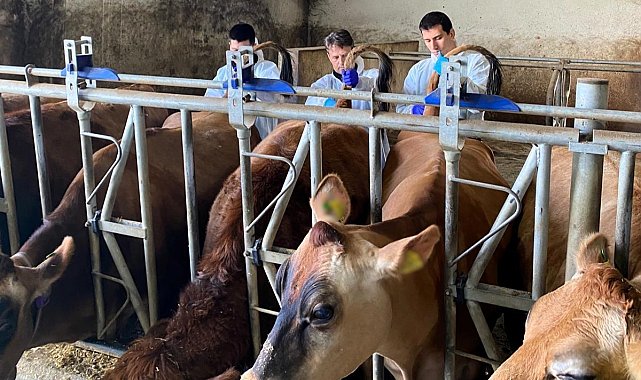 Kırklareli'nde büyükbaş hayvan işletmelerinde hastalıktan ari kontrolleri